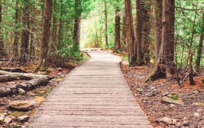 A Trilha – Introdução