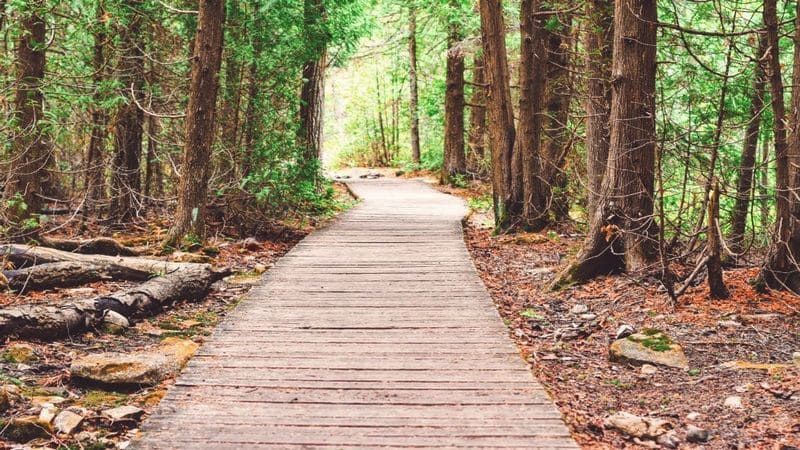 A Trilha – Introdução